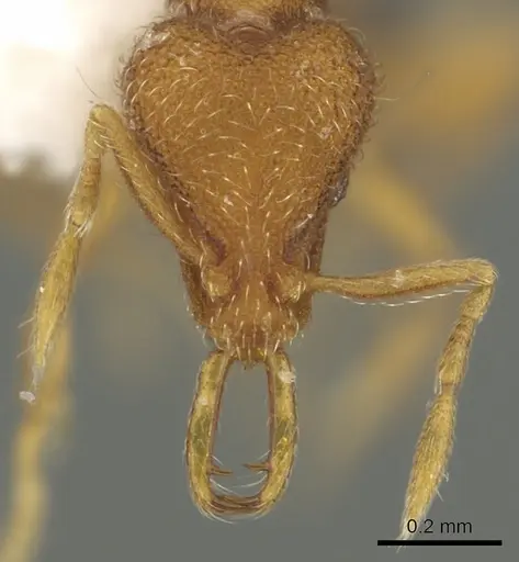 Strumigenys paimon specimen CASENT0900850 image casent0900850_2
