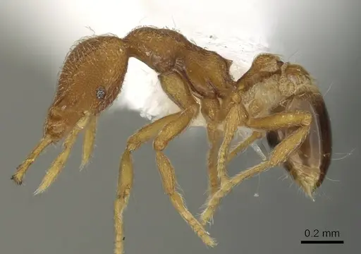 Strumigenys paimon specimen CASENT0900850 image casent0900850_3