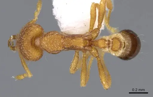 Strumigenys paimon specimen CASENT0914856 image casent0914856_1