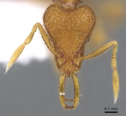 Strumigenys paimon specimen CASENT0914856 image casent0914856_2