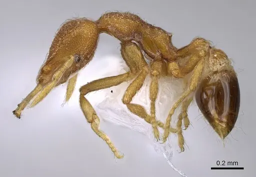 Strumigenys paimon specimen CASENT0914856 image casent0914856_3