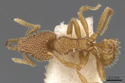 Strumigenys pallestes specimen CASENT0900623 image casent0900623_1