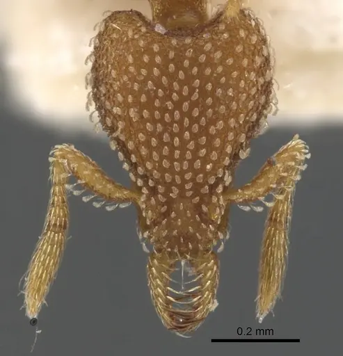 Strumigenys pallestes specimen CASENT0900623 image casent0900623_2
