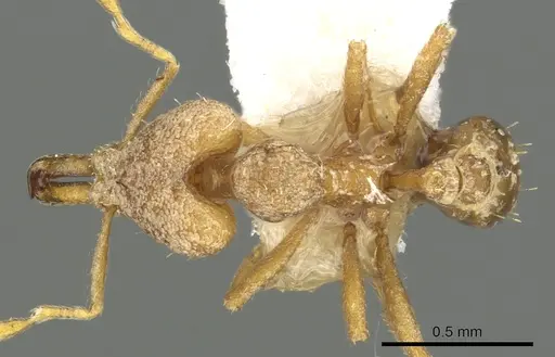 Strumigenys pallestes specimen CASENT0900860 image casent0900860_1