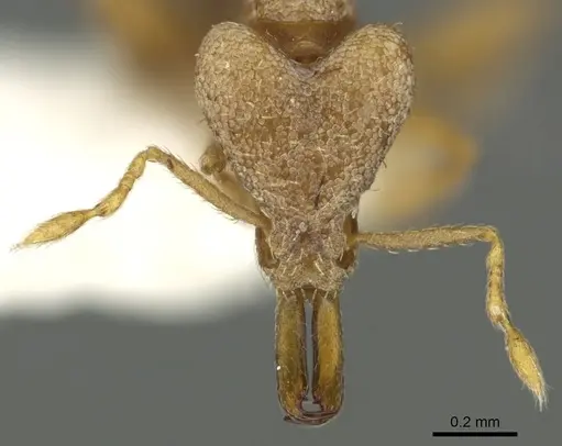 Strumigenys pallestes specimen CASENT0900860 image casent0900860_2