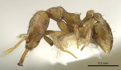 Strumigenys pallestes specimen CASENT0900860 image casent0900860_3