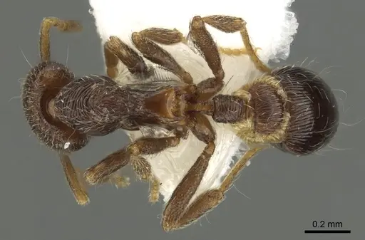 Strumigenys panaulax specimen CASENT0013149 image casent0013149_1