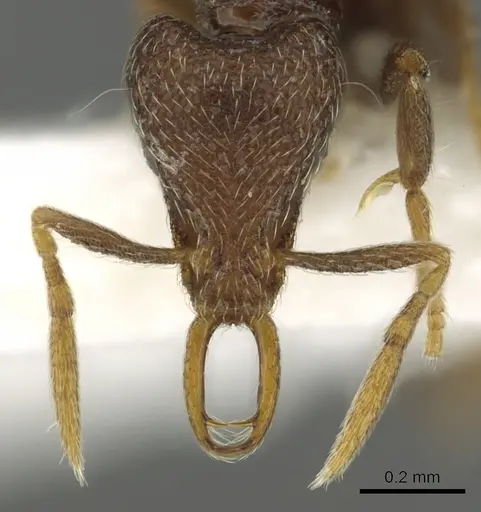 Strumigenys panaulax specimen CASENT0013149 image casent0013149_2