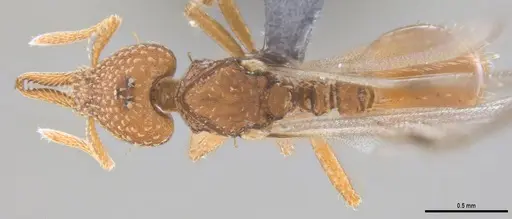 Strumigenys paniaguae specimen ANTWEB1053491 image antweb1053491_1