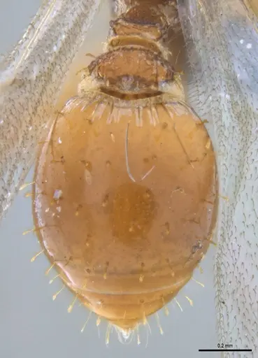 Strumigenys paniaguae specimen ANTWEB1053491 image antweb1053491_2