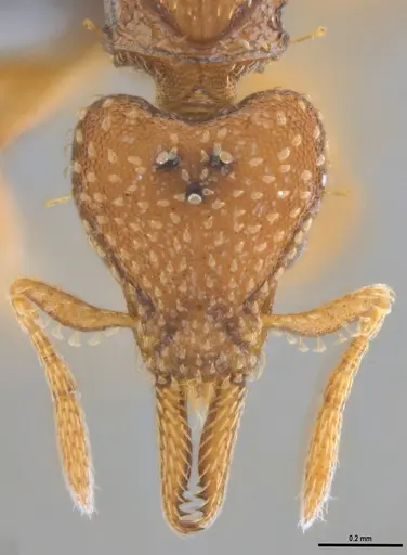 Strumigenys paniaguae specimen ANTWEB1053491 image antweb1053491_3