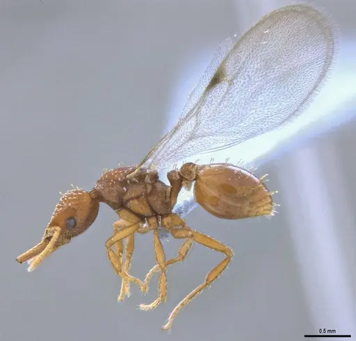 Strumigenys paniaguae specimen ANTWEB1053491 image antweb1053491_4