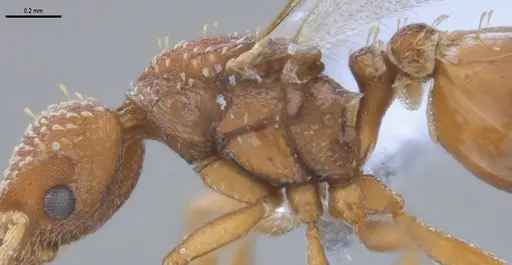 Strumigenys paniaguae specimen ANTWEB1053491 image antweb1053491_5