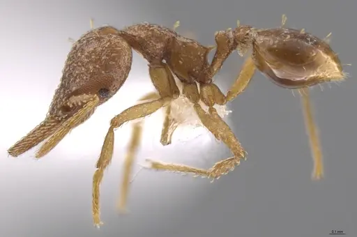 Strumigenys paniaguae specimen CASENT0629112 image casent0629112_3