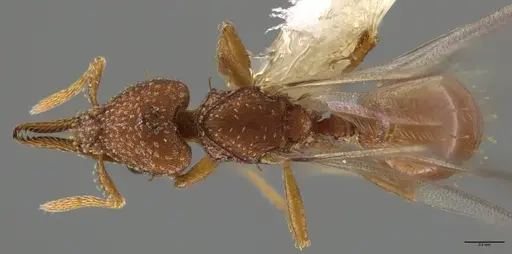 Strumigenys paniaguae specimen CASENT0648595 image casent0648595_1