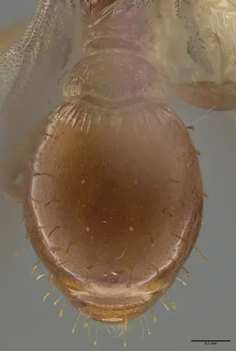 Strumigenys paniaguae specimen CASENT0648595 image casent0648595_2