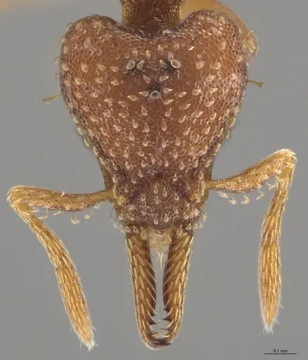 Strumigenys paniaguae specimen CASENT0648595 image casent0648595_3