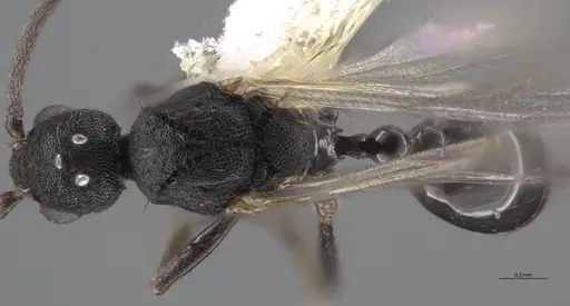 Strumigenys paniaguae specimen CASENT0648596 image casent0648596_1