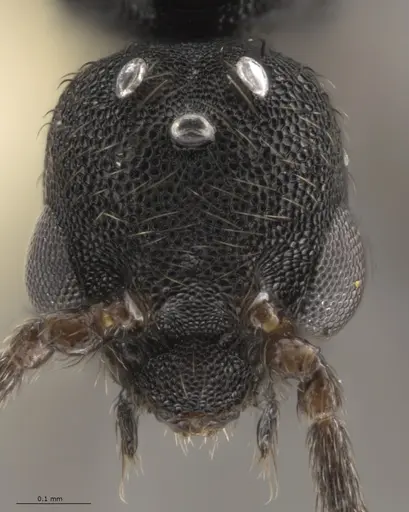 Strumigenys paniaguae specimen CASENT0648596 image casent0648596_2