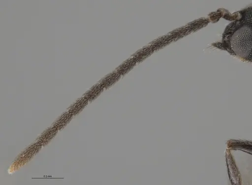 Strumigenys paniaguae specimen CASENT0648596 image casent0648596_3