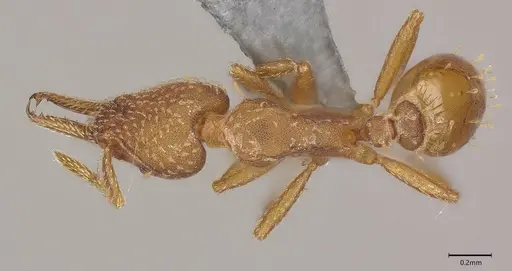 Strumigenys paniaguae specimen CASENT4036160 image casent4036160_1