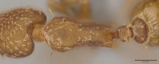 Strumigenys paniaguae specimen CASENT4036160 image casent4036160_2