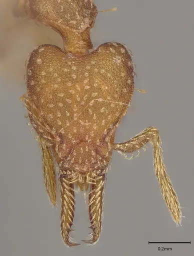 Strumigenys paniaguae specimen CASENT4036160 image casent4036160_3