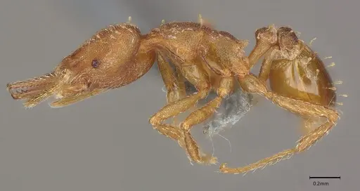 Strumigenys paniaguae specimen CASENT4036160 image casent4036160_4