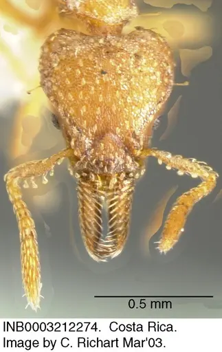 Strumigenys paniaguae specimen INB0003212274 image inb0003212274_1