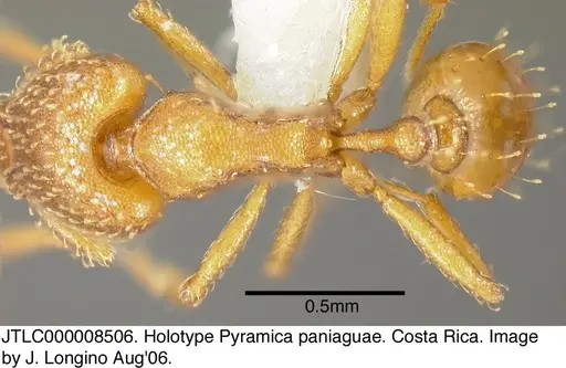Strumigenys paniaguae specimen JTLC000008506 image jtlc000008506_1