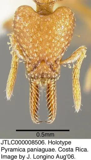 Strumigenys paniaguae specimen JTLC000008506 image jtlc000008506_2