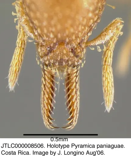 Strumigenys paniaguae specimen JTLC000008506 image jtlc000008506_3