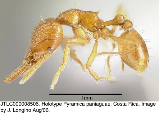 Strumigenys paniaguae specimen JTLC000008506 image jtlc000008506_4