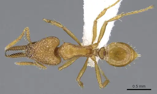 Strumigenys paniaguae specimen JTLC000008508 image jtlc000008508_1