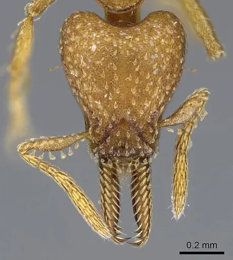 Strumigenys paniaguae specimen JTLC000008508 image jtlc000008508_2