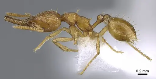 Strumigenys paniaguae specimen JTLC000008508 image jtlc000008508_3
