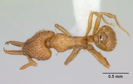 Strumigenys paniaguae specimen JTLC000008509 image jtlc000008509_1