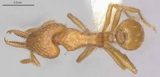 Strumigenys paniaguae specimen JTLC000008509 image jtlc000008509_2