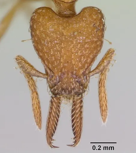 Strumigenys paniaguae specimen JTLC000008509 image jtlc000008509_3