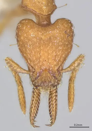 Strumigenys paniaguae specimen JTLC000008509 image jtlc000008509_4