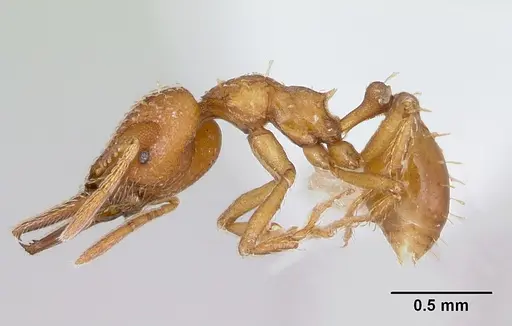 Strumigenys paniaguae specimen JTLC000008509 image jtlc000008509_5