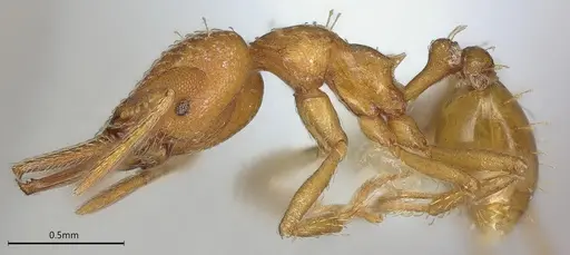 Strumigenys paniaguae specimen JTLC000008509 image jtlc000008509_6