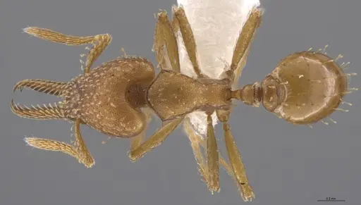 Strumigenys paniaguae specimen JTLC000008514 image jtlc000008514_1