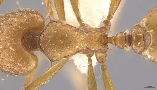 Strumigenys paniaguae specimen JTLC000008514 image jtlc000008514_2