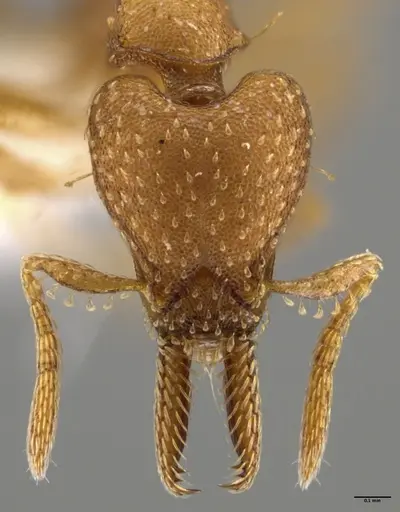 Strumigenys paniaguae specimen JTLC000008514 image jtlc000008514_3