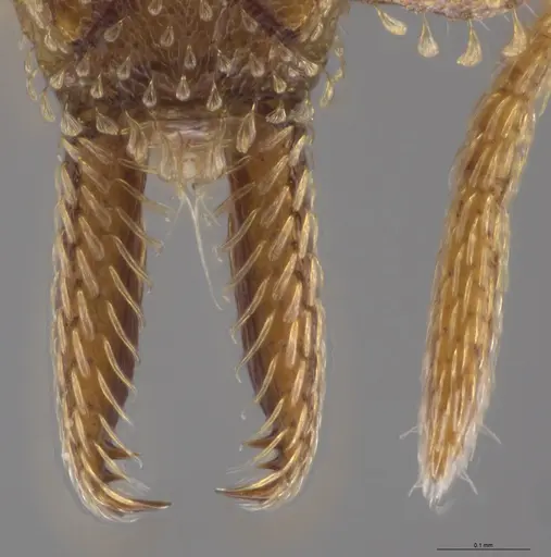 Strumigenys paniaguae specimen JTLC000008514 image jtlc000008514_4