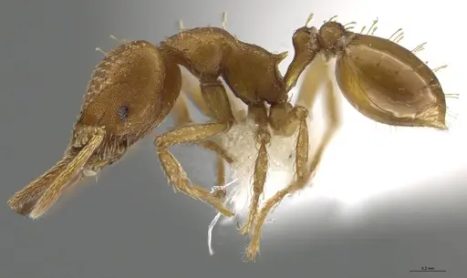 Strumigenys paniaguae specimen JTLC000008514 image jtlc000008514_5