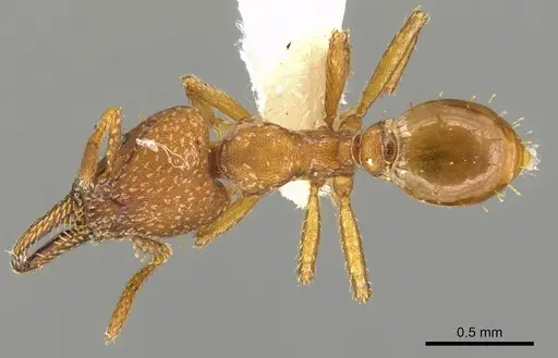 Strumigenys paniaguae specimen LACMENT144683 image lacment144683_1