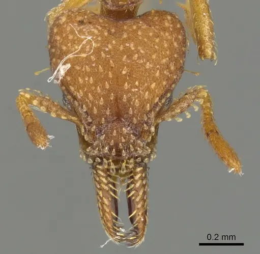 Strumigenys paniaguae specimen LACMENT144683 image lacment144683_2