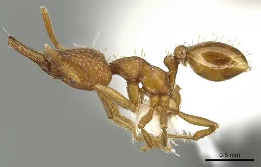 Strumigenys paniaguae specimen LACMENT144683 image lacment144683_3